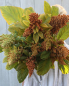 Amarant ‘Autumn’s Touch’ i hagen med blomsterstander i ulike modningsstadier, fra grønt til varme rusttoner.
