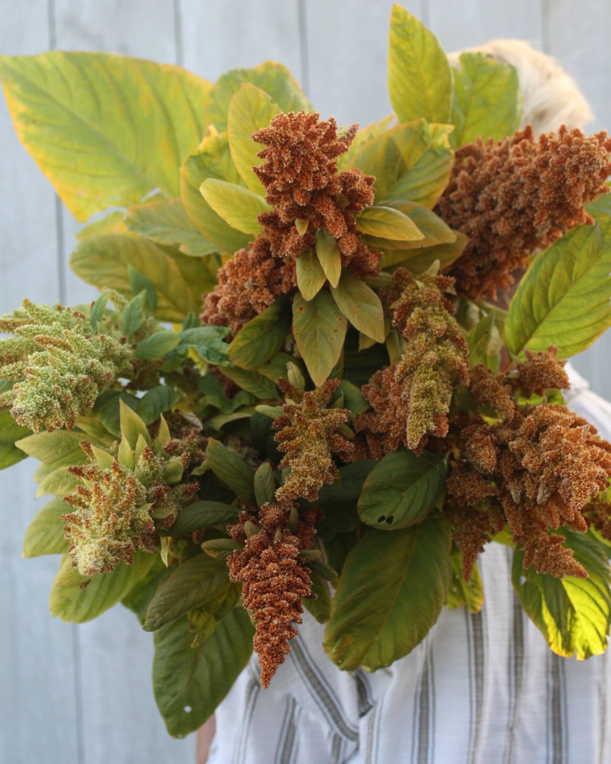 Amarant ‘Autumn’s Touch’ i hagen med blomsterstander i ulike modningsstadier, fra grønt til varme rusttoner.