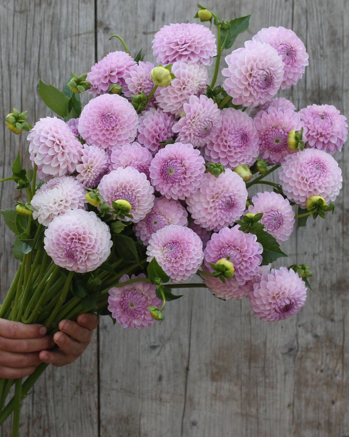 Nærbilde av ballgeorgine Megan Dean lys lavendel rund blomst