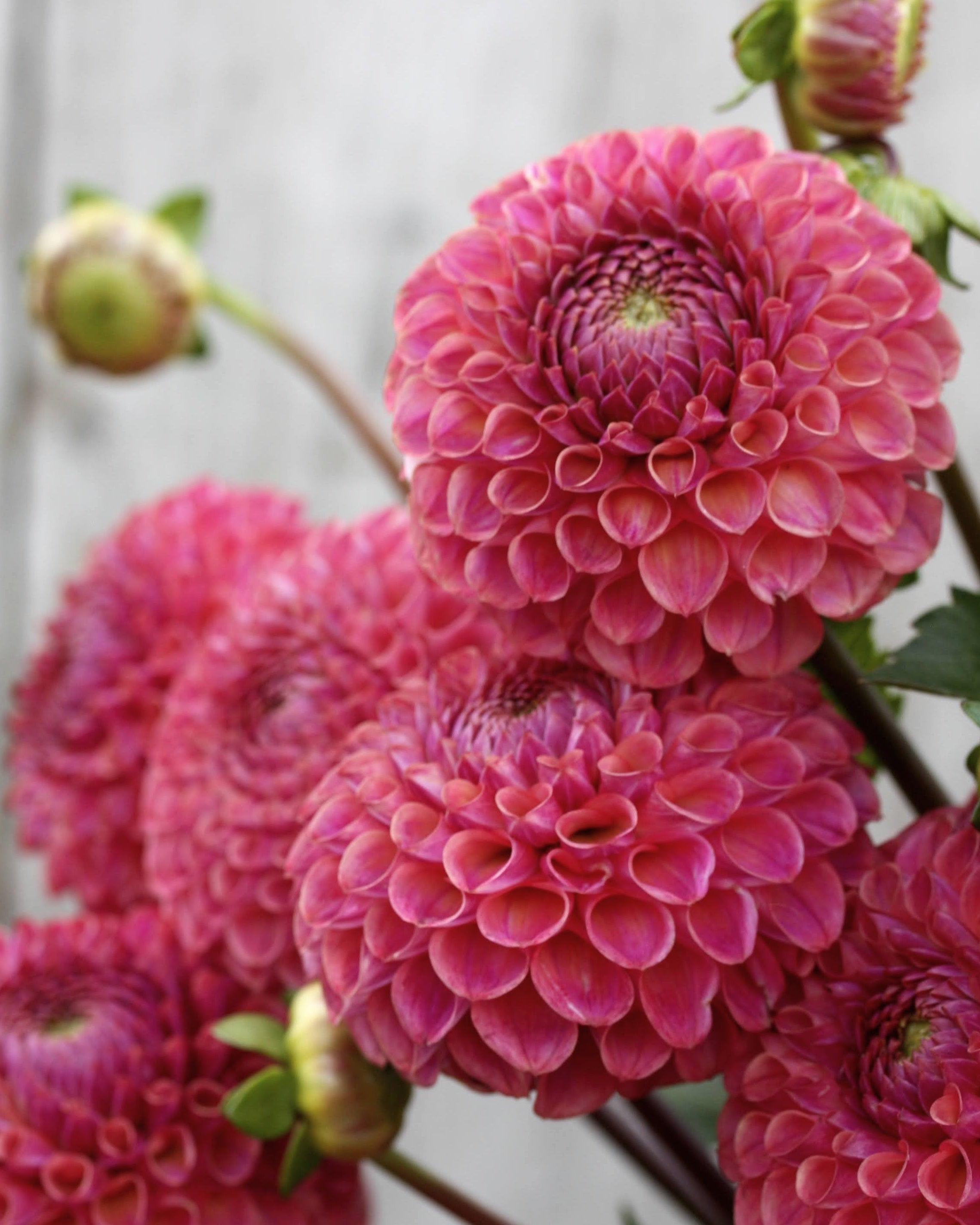 Caitlins Joy georgine i hagen - plante med flere blomster