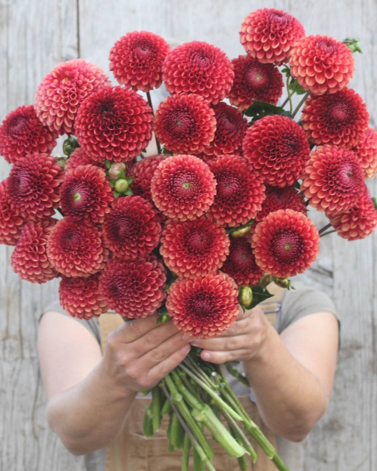 Copper Boy georgine - ytterligere bilde av blomstens varme farger