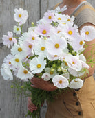 Cosmos Cupcakes Blush doble rosa blomster med cupcake-form