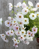  Cosmos Cupcakes Blush nærbilde av unik cupcake-formet blomst