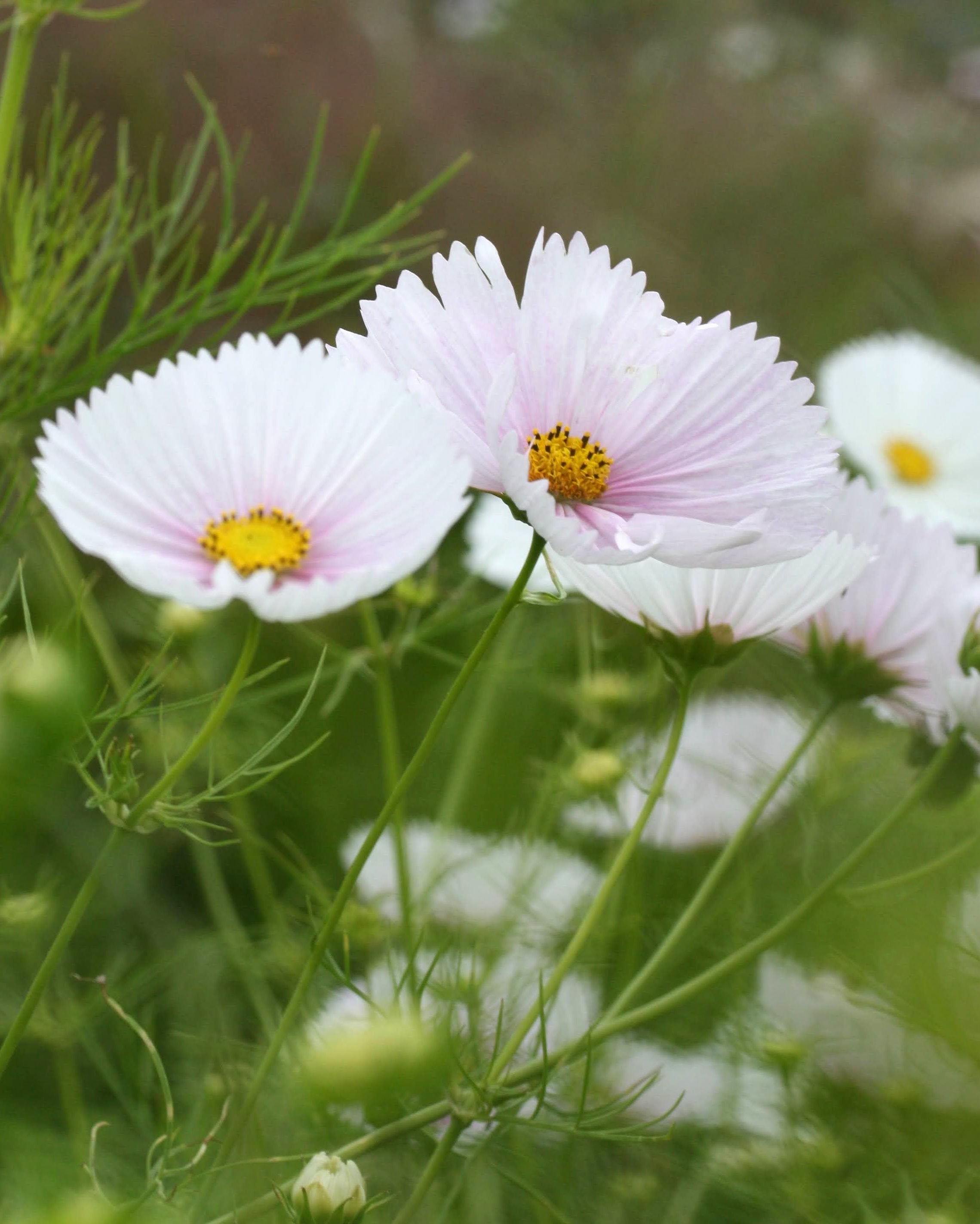 Cosmos Cupcakes Blush ettårig hageblomst i full blomstring