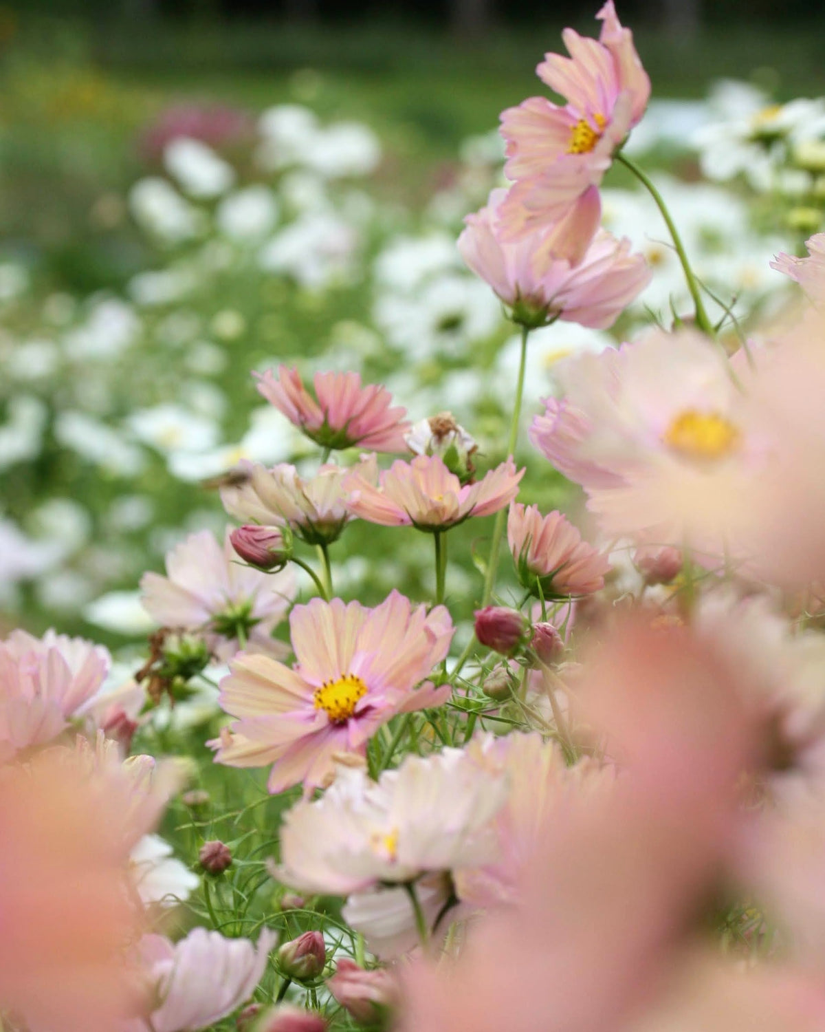 Cosmos Apricotta - romantisk snittblomst