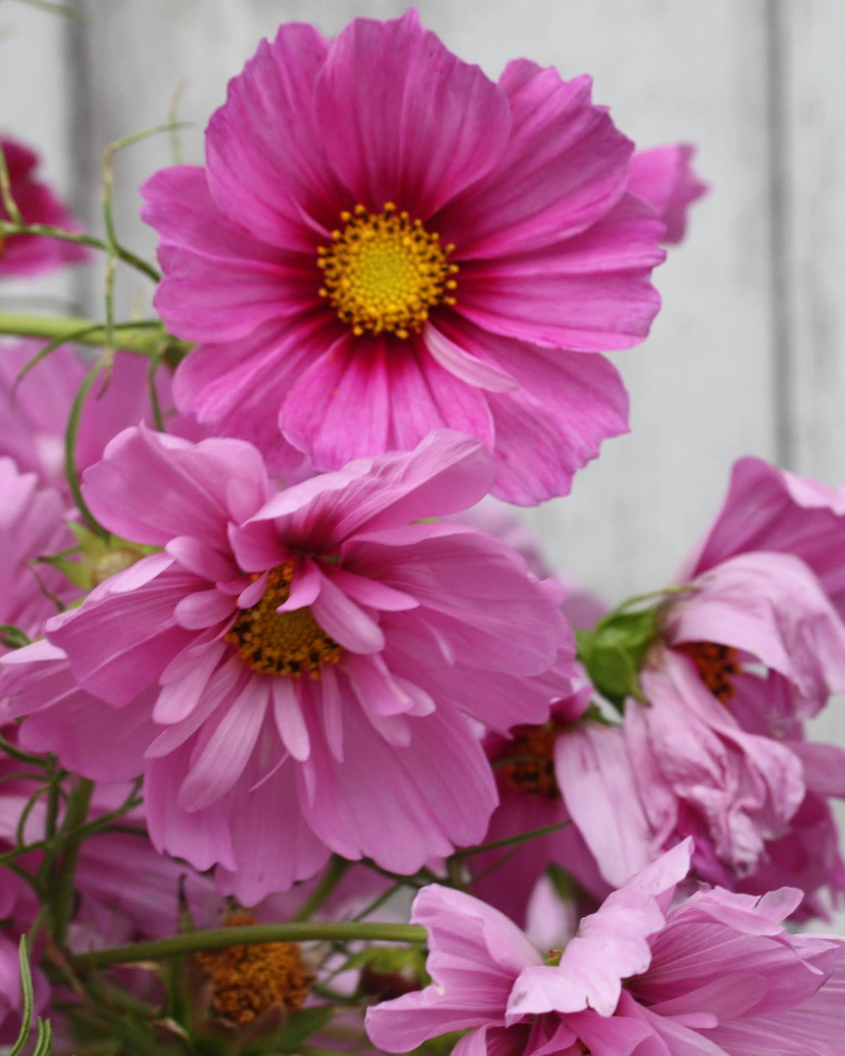 Cosmos Fizzy Pink Dark Centre snittblomst med kontrast