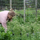 Akeleie Nora Barlow plante med grønt bladverk og rosa-hvite blomster