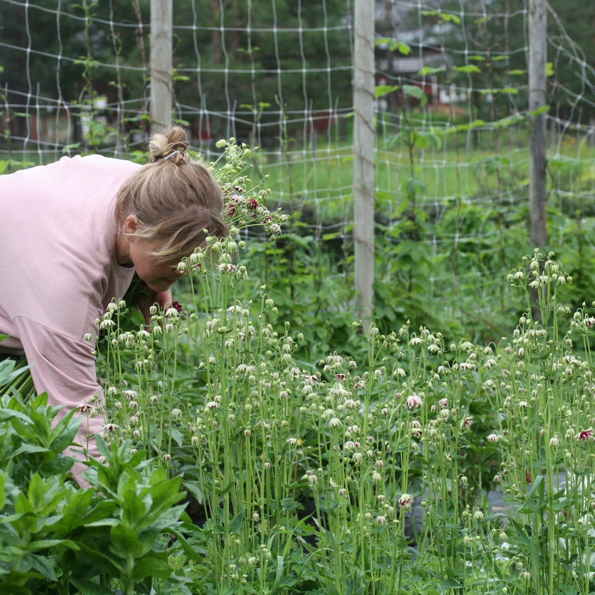 Akeleie Nora Barlow plante med grønt bladverk og rosa-hvite blomster