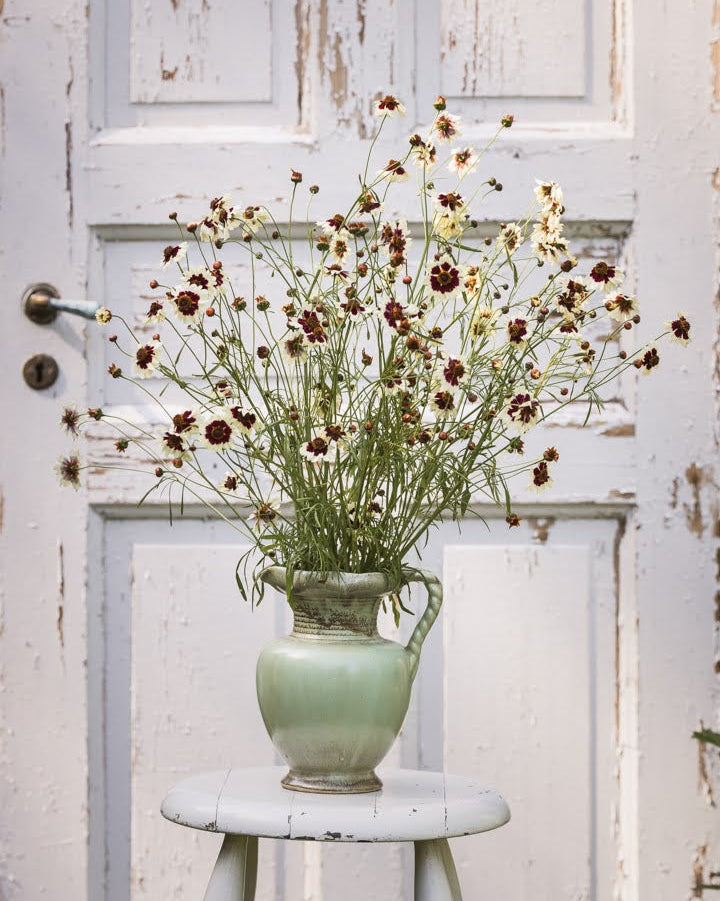 Kransvakkerøye Incredible Swirl som snittblomster i vase