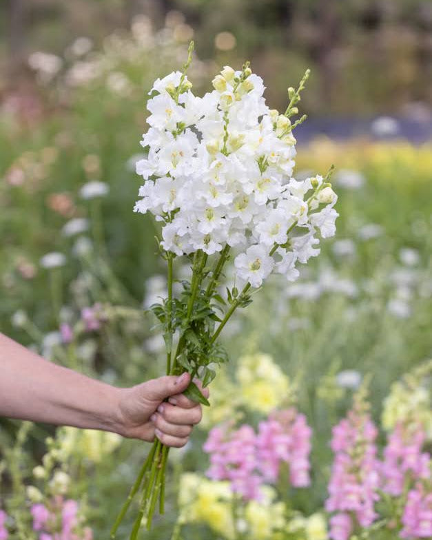 Løvemunn Chantilly White ettårig snittblomst med oppovervendte hvite blomster