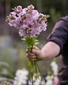 Løvemunn Opus Lavender i hagen med romantiske lilla-blå blomster