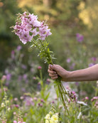 Løvemunn Opus Lavender med tette blomsterstilker i delikat lavendelfarge