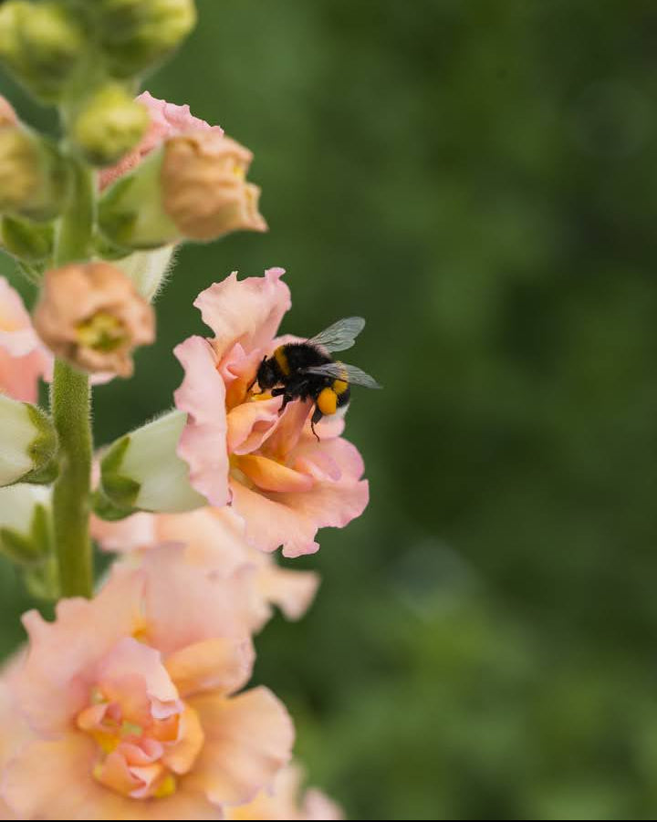 Løvemunn Snapstar Champagne i blomsterbed med kraftige opprette stengler