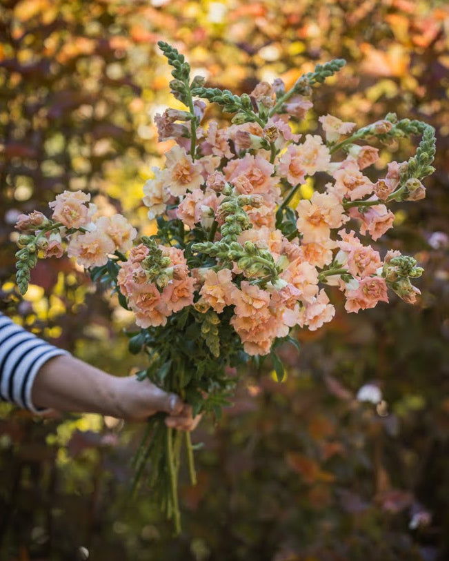 Løvemunn Snapstar Champagne med elegante blomster i delikat champagnefarge