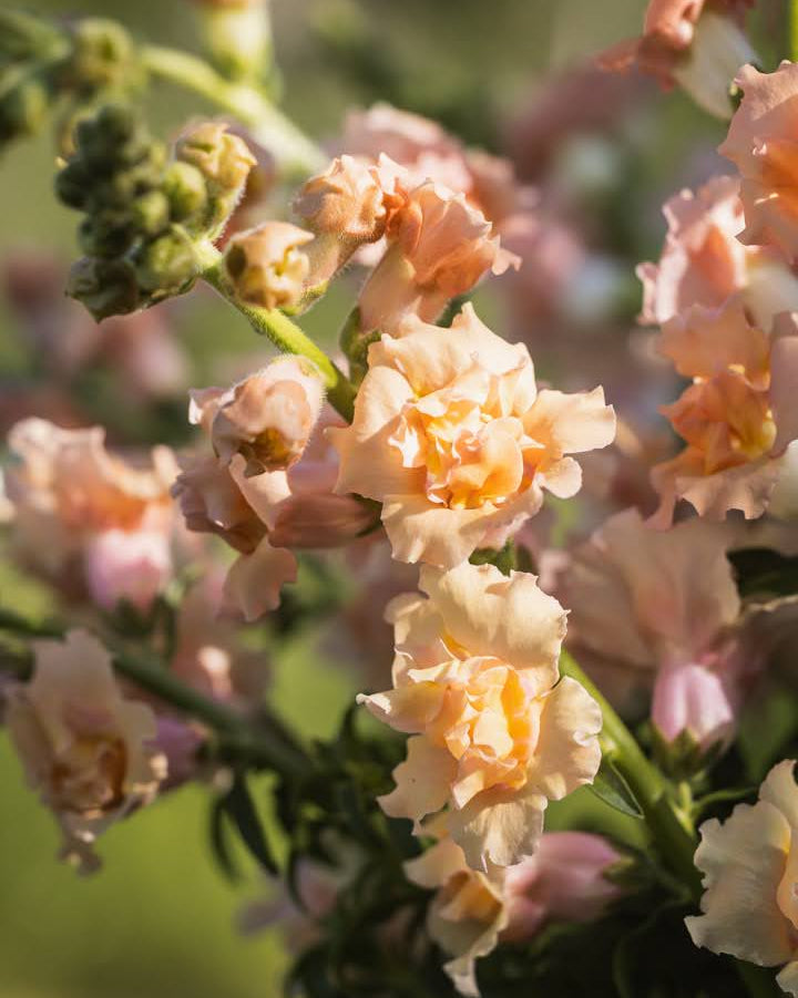 Løvemunn Snapstar Champagne med tette blomsterstilker i champagnefarge