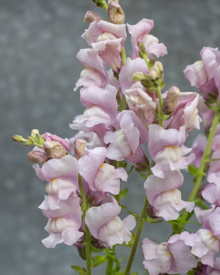 Nærbilde av Løvemunn Opus Lavender blomster i myke lilla-blå toner