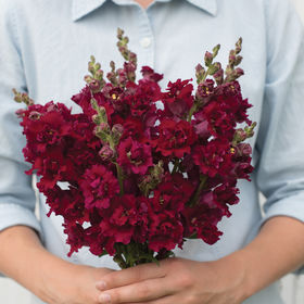 løvemunn mb red