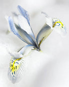 Iris Katharine Hodgkin – babyblå blomst med nesten grå toner som lyser opp tidlig vår