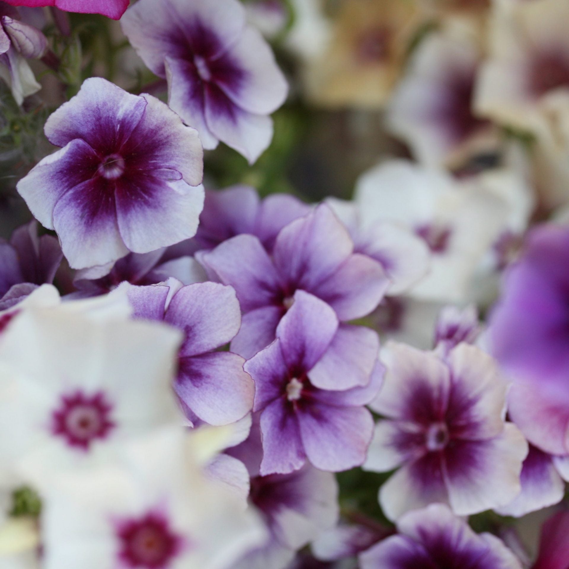 phlox tapestry mix (5)