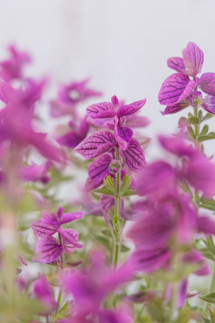 Dusksalvie Say So Rose nærbilde - Salvia viridis i rosa toner