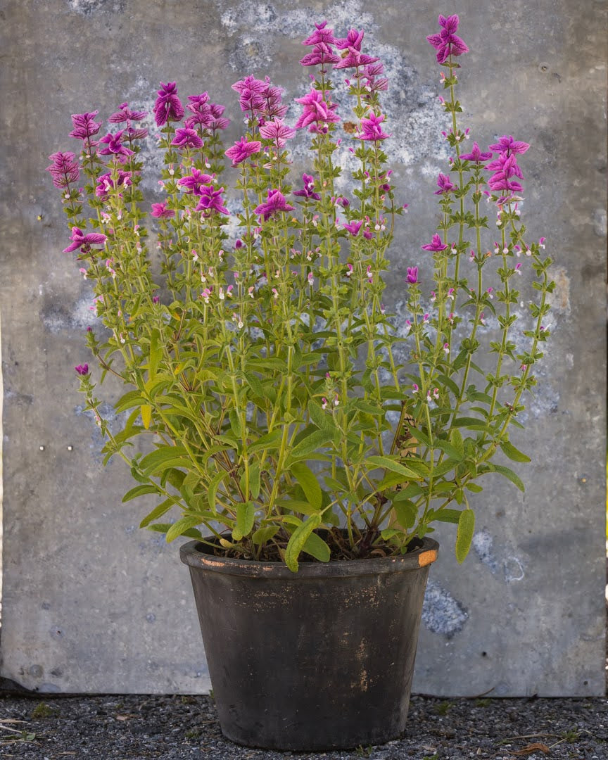 Dusksalvie Say So Rose - rosa blomsteraks med dusket form