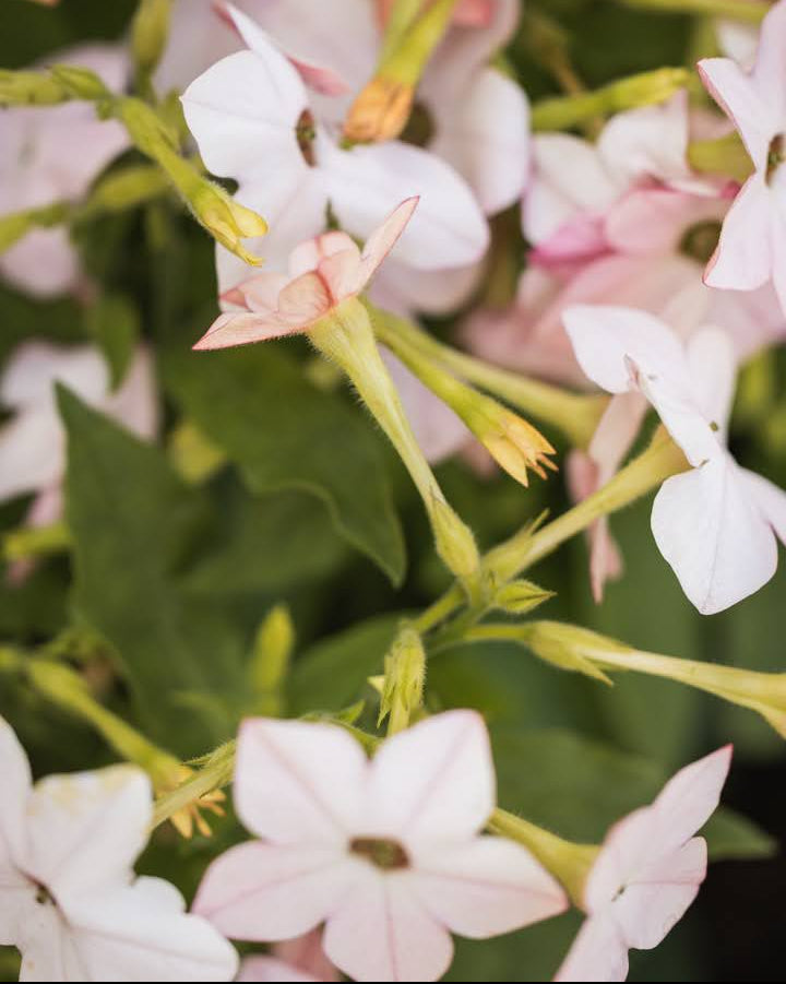 Prydtobakk Saratoga Appleblossom i full blomstring - ettårig snittblomst for hagen