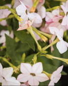 Prydtobakk Saratoga Appleblossom i full blomstring - ettårig snittblomst for hagen