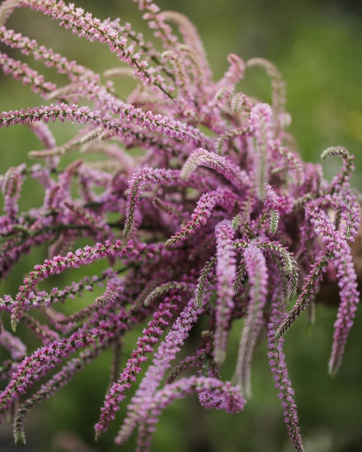 Aksrisp Pink Pokers - rosa blomsteraks i hagen