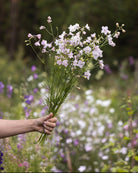 Ridderspore Rose Butterfly bukett med rosa blomster - perfekt som snittblomst