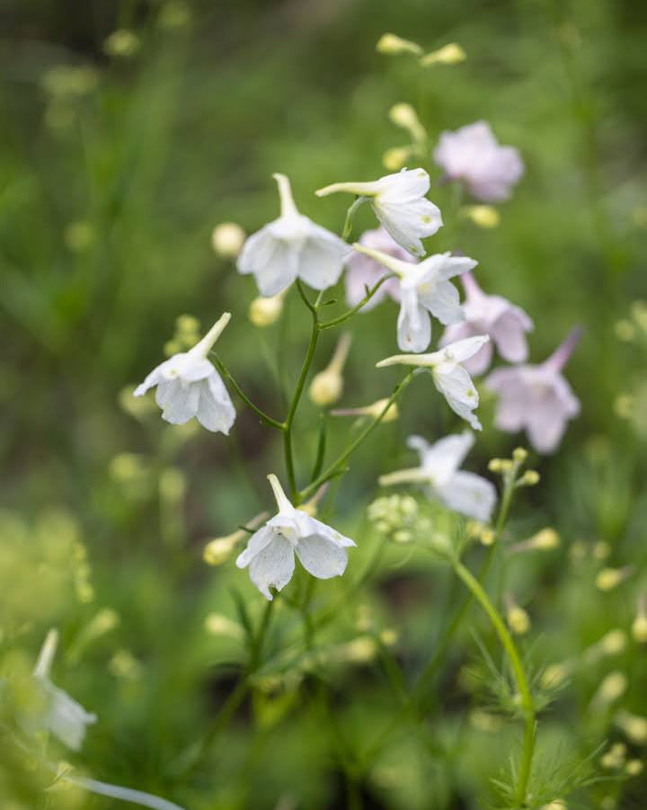Ridderspore Rose Butterfly som snittblomst med kraftige stengler i hagen