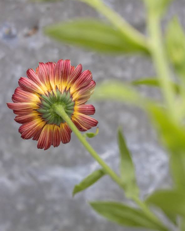 Ringblomst Pygme Buff planter i hagen - kompakt vekst