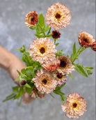 Ringblomst Pygme Buff med kremfargede blomster - Blomsterhagen