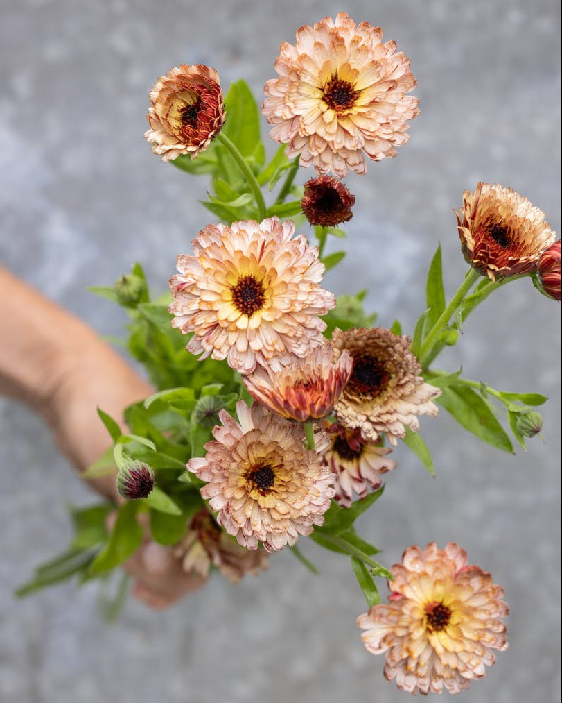 Ringblomst Pygme Buff med kremfargede blomster - Blomsterhagen