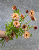 Ringblomst Pygme Buff med myke kremfargede blomster - ettårig