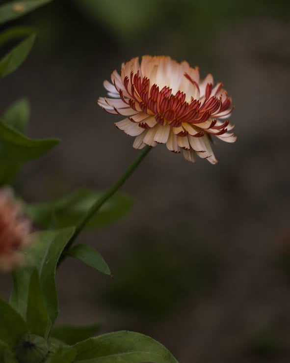 Ringblomst Pygme Buff i blomsterbed - Blomsterhagen