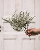 Hvitrisp Woodcreek nærbilde - flerårig snittblomst med hvite blomster