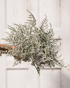 Hvitrisp Woodcreek - Limonium tatericum i hagen