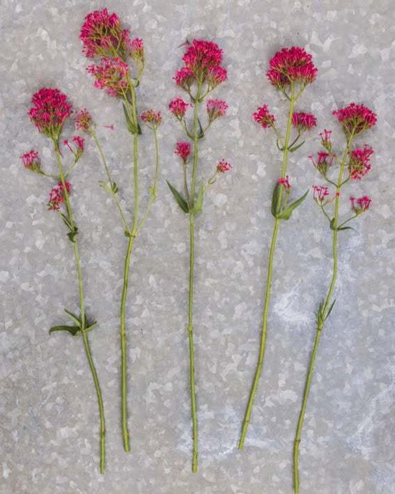 Sporeblom Rosenrot nærbilde - Centranthus ruber Rosenrot i rosa toner