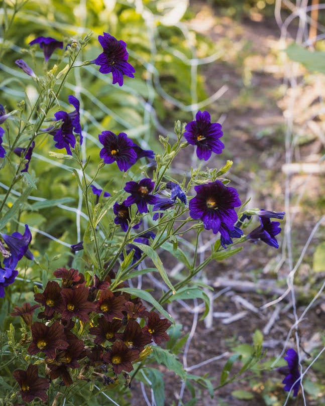 Trompetblomst Kew Blue - busket vekst med store blå blomster