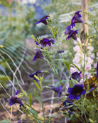 Trompetblomst Kew Blue i full blomstring med hjerteformede grønne blader