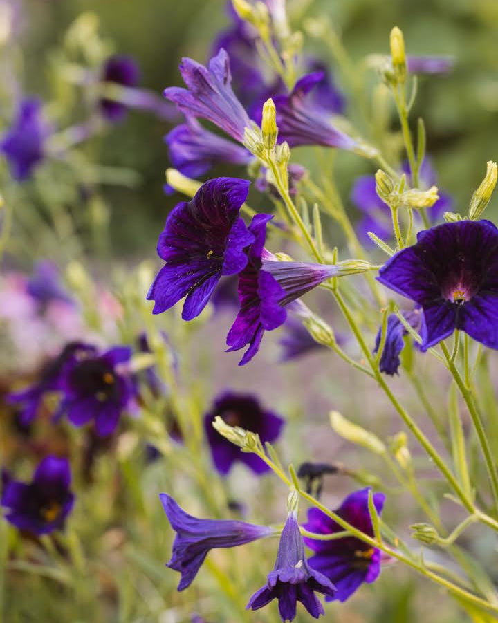 Trompetblomst Kew Blue med himmelblå blomster og hvit stjerne i midten