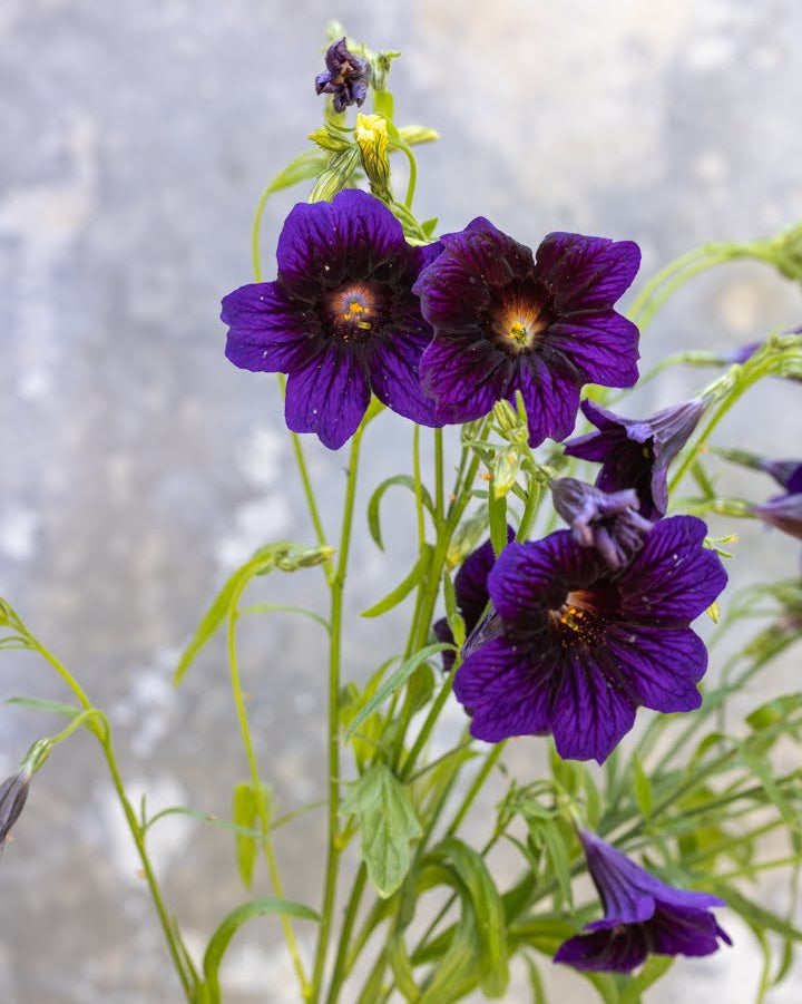 Trompetblomst Kew Blue blomster med karakteristisk hvit stjerne i sentrum