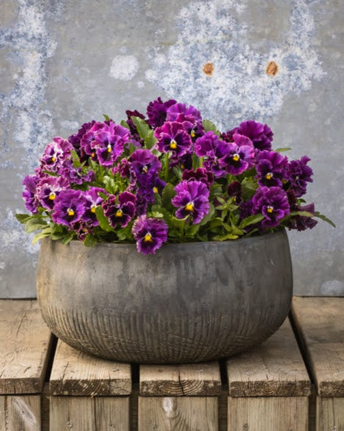 Frizzle Sizzle Burgundy fiol nærbilde - dype vinrøde blomster med bølgete kronblad