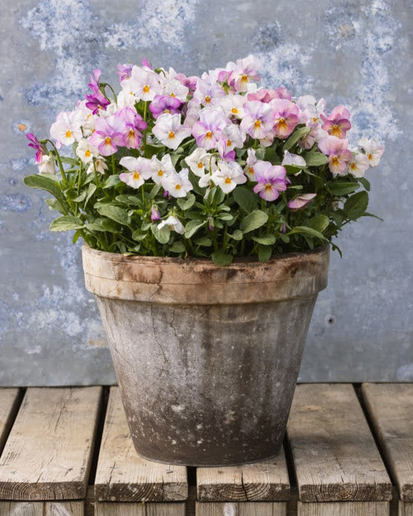 Fiol Gem Antique Pink - antikvitetsrosa blomster med nostalgisk fargetone