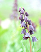 Persiakrone Fritillaria persica – høyt blomsterspir tett besatt med hengende klokker i dyp burgunder