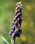 Persiakrone Fritillaria persica – staselig plante med dramatisk uttrykk, høyde ca. 80–90 cm