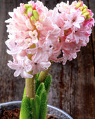 Hyasint China Pink – nærbilde av rosenrøde blomster på kompakt aks, høyde ca. 25–30 cm