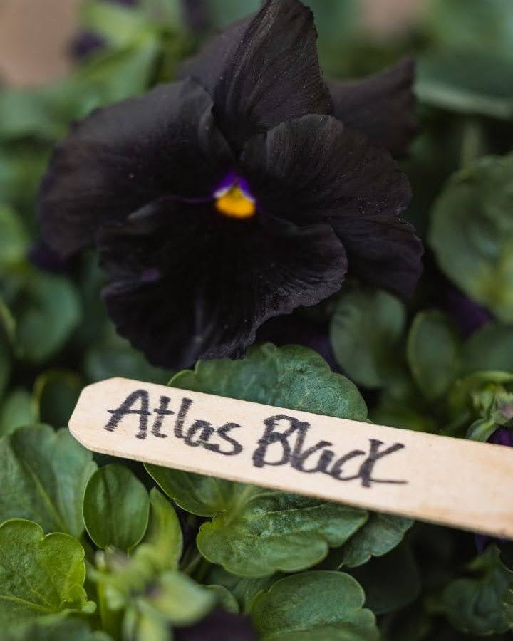 Viola tricolor Atlas Black - spiselig fiol med elegant mørk farge perfekt i potter