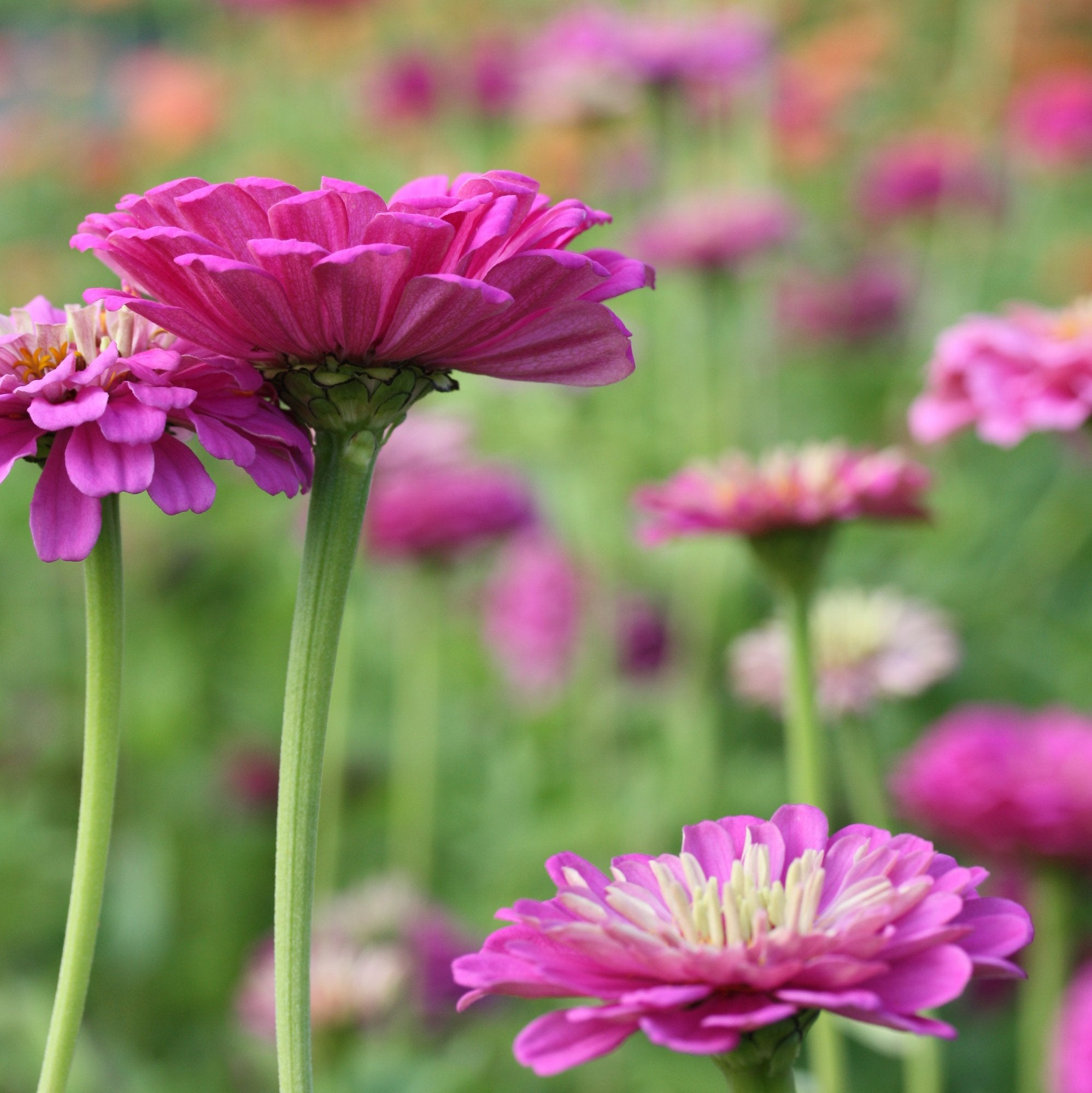 zinnia benarys giant purple (4)